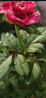 Red rose with dewdrops on green leaves.