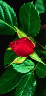 Close-up of a red rose with green leaves in vivid detail.