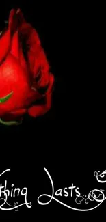 Red rose with an inspiring quote on a dark background.