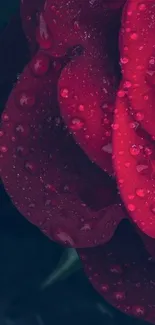 Close-up of a red rose with water droplets, perfect for wallpaper.