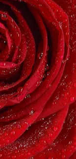 Red rose petals with water droplets, vibrant and detailed.