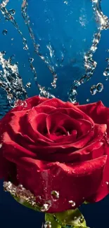 Vibrant red rose with water splashes on a blue background.