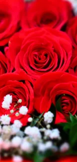 Beautiful red roses with baby's breath on a vibrant phone wallpaper.