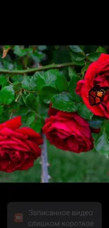 Vibrant red roses with a butterfly mobile wallpaper.