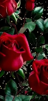 Elegant red roses with green leaves on a dark background.