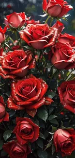 Vibrant red roses adorned with raindrops, creating a captivating natural scene.