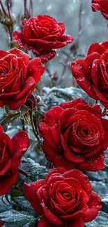 Vibrant red roses with a touch of winter's frost.