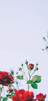 Minimalist wallpaper with red roses and a light blue sky background.