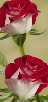 Mobile wallpaper with two red roses and green leaves.