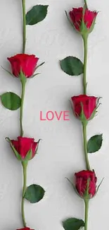 Vertical rows of red roses on a white background symbolize love and beauty.