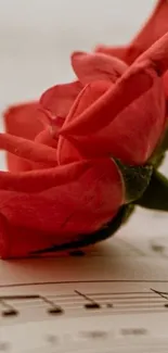 Red roses lying on musical notes background.