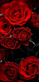 Red roses in a dark background wallpaper.