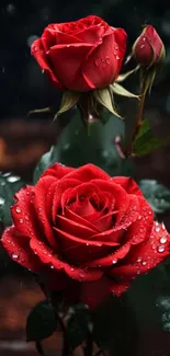 Red roses with raindrops mobile wallpaper, showcasing nature's elegance.