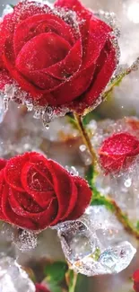 Close-up of red roses with dew and ice, perfect for mobile wallpaper.