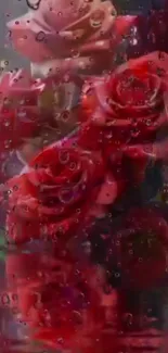 Red roses with raindrops mobile wallpaper