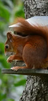 A red squirrel perched on a tree, surrounded by green foliage.