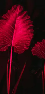 Close-up of red tropical leaves on a dark background.