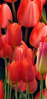 Vibrant wallpaper with red tulips on a dark background.