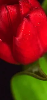 Close-up of a red tulip with dewdrops against a dark background.