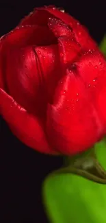 Close-up red tulip with dewdrops on a dark background.