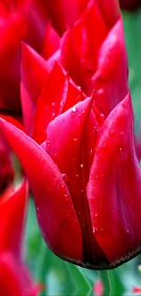 Vibrant red tulip with dew drops, close-up view.