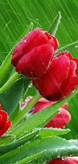 Close-up of red tulips with a vibrant green backdrop.