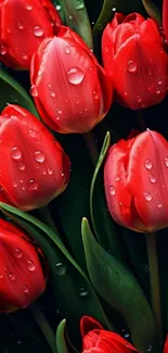 Vibrant red tulips with water droplets on petals.