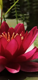 Close-up of a vibrant red water lily in bloom on the water's surface.