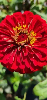 Vibrant red zinnia bloom with green leaves.