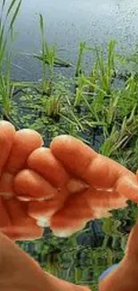 Hands cupping water reflecting greenery in nature wallpaper.