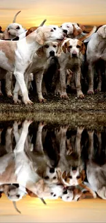 Hunting dogs reflected in a serene sunset scene.