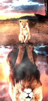 Young lion in desert with reflection on water surface.