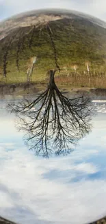 A tree's reflection inside a glass orb under a peaceful sky.