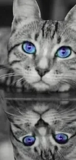 Reflective cat with striking blue eyes in grayscale.