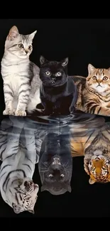 Kittens with tigers' reflections in water.