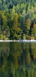 Tranquil forest reflection on a serene lake wallpaper.