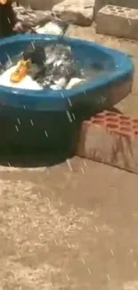 Bird splashing in a blue basin under the sun.