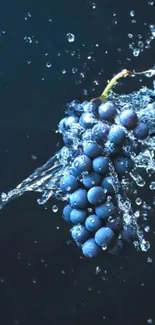 Vibrant blueberry with water splash on dark blue background.