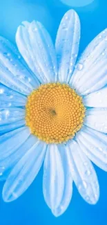 Daisy flower with raindrops on a vibrant blue background