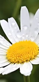 Close-up of a daisy flower with dew drops on petals.