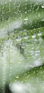 Close-up of dewdrops on vibrant green leaves, creating a fresh, natural look.