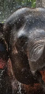 Elephant enjoying a refreshing shower, close-up view.