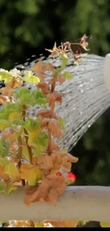 Watering can showering a leafy plant with sunlight in garden.