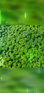 Vibrant green clover wallpaper with lush, serene foliage for mobile phones.