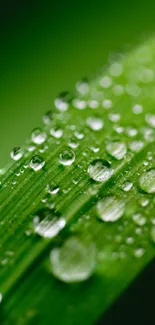 Close-up of dewdrops on a vibrant green leaf, ideal for mobile wallpaper.