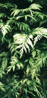 Wallpaper featuring lush green foliage with intricate leaf patterns.