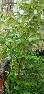 Lush green garden with leafy branches.