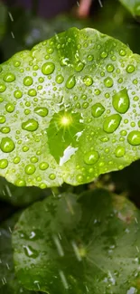 Green leaf with dew drops mobile wallpaper.