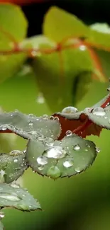 Green leaf with dewdrops wallpaper in nature theme.