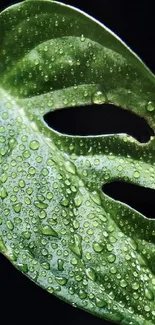 Green monstera leaf with dewdrops on a dark background.